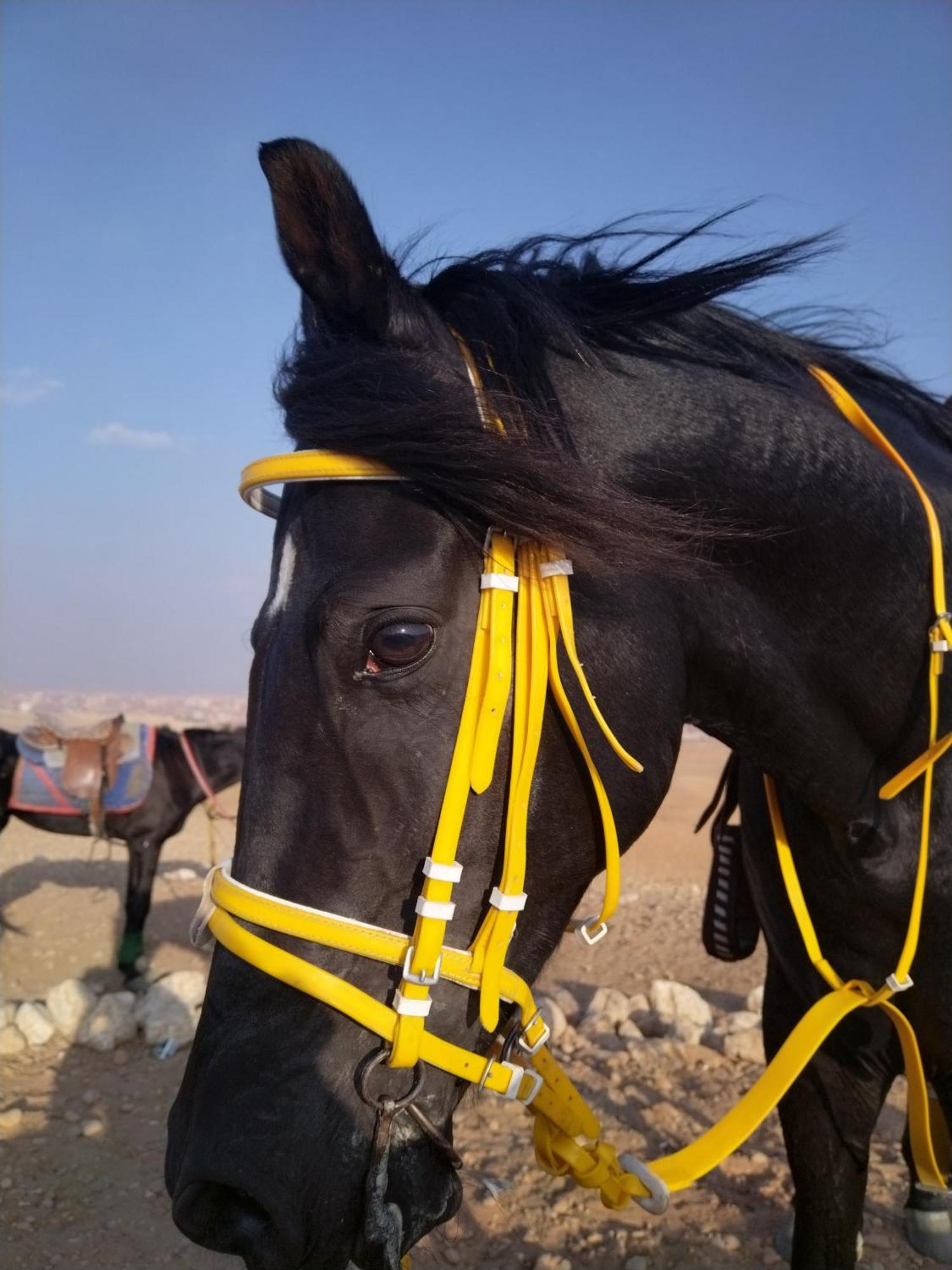 Mesho Falcon Pyramids View Inn Kafret el-Gabal Esterno foto